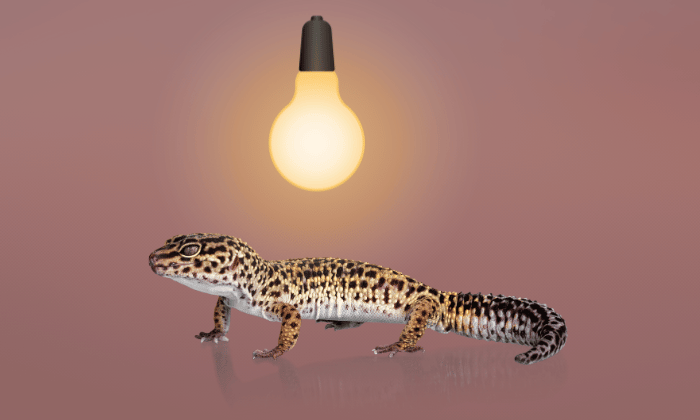 solar-powered-heat-lamp-for-reptiles